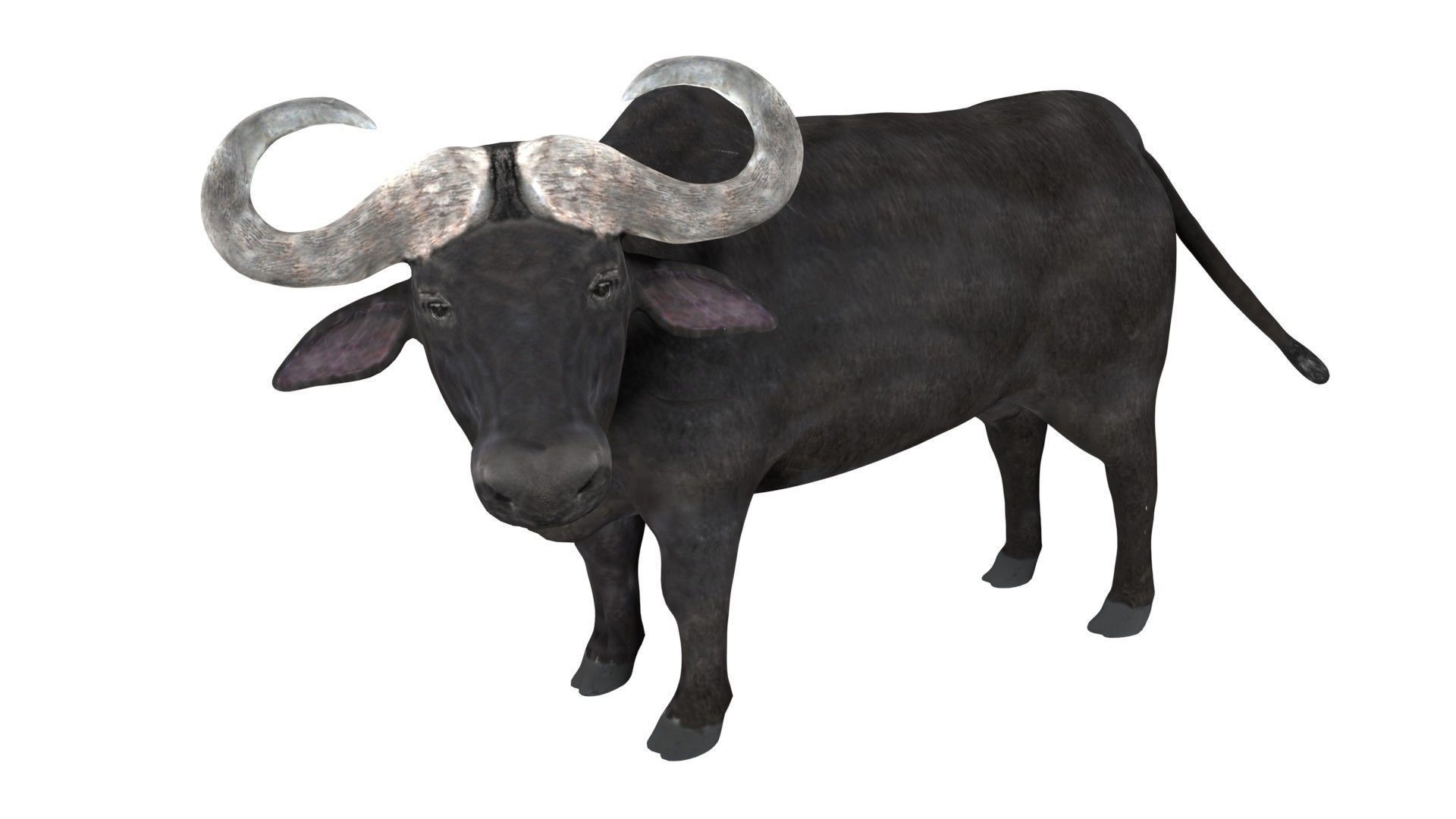 Buffalo fully rigged low poly Low-poly 3D model_3