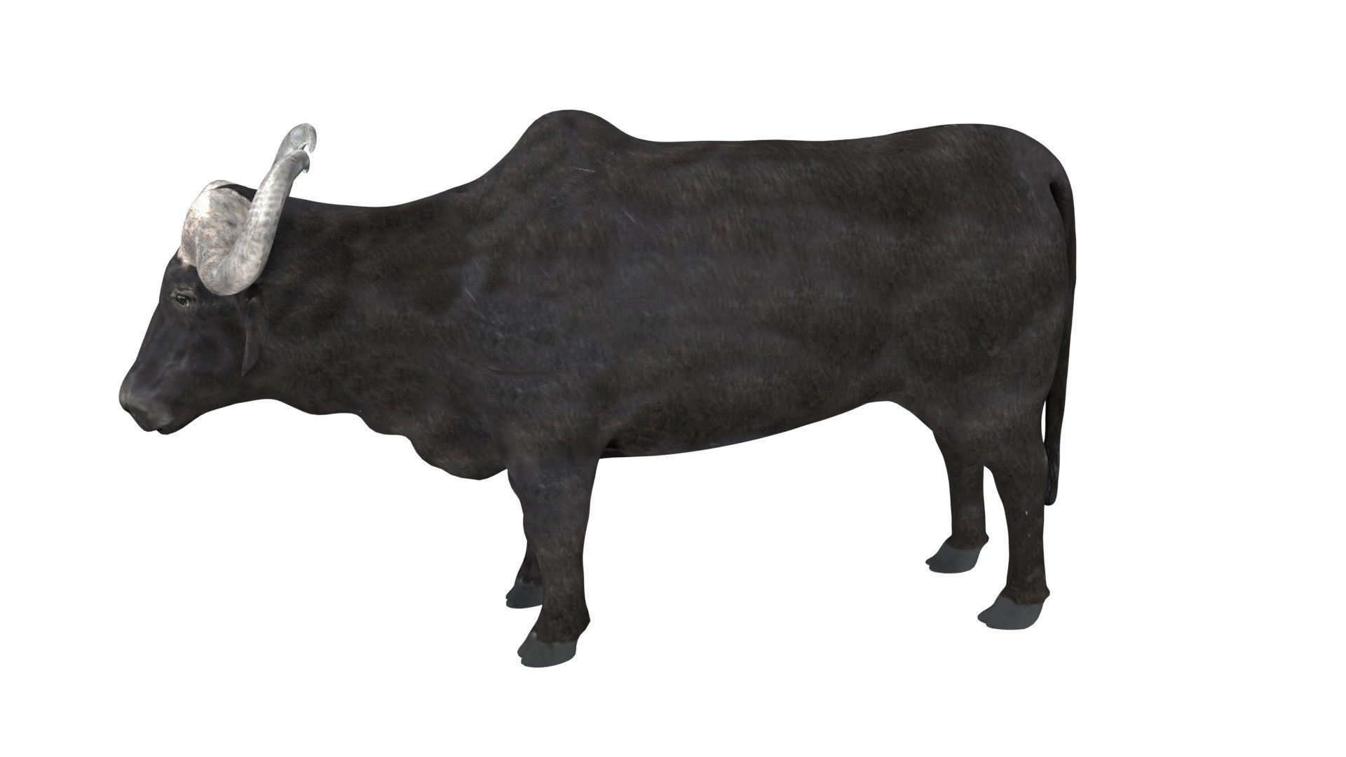 Buffalo fully rigged low poly Low-poly 3D model_6