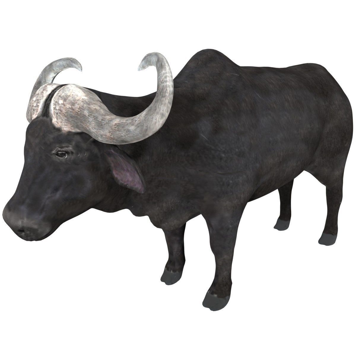 Buffalo fully rigged low poly Low-poly 3D model_1