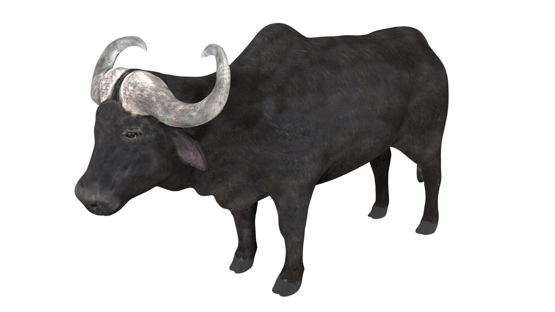 Buffalo fully rigged low poly Low-poly 3D model_2