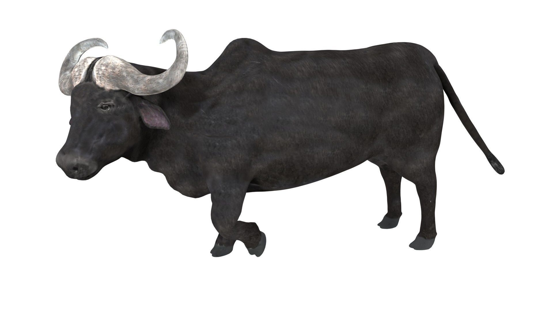 Buffalo fully rigged low poly Low-poly 3D model_4