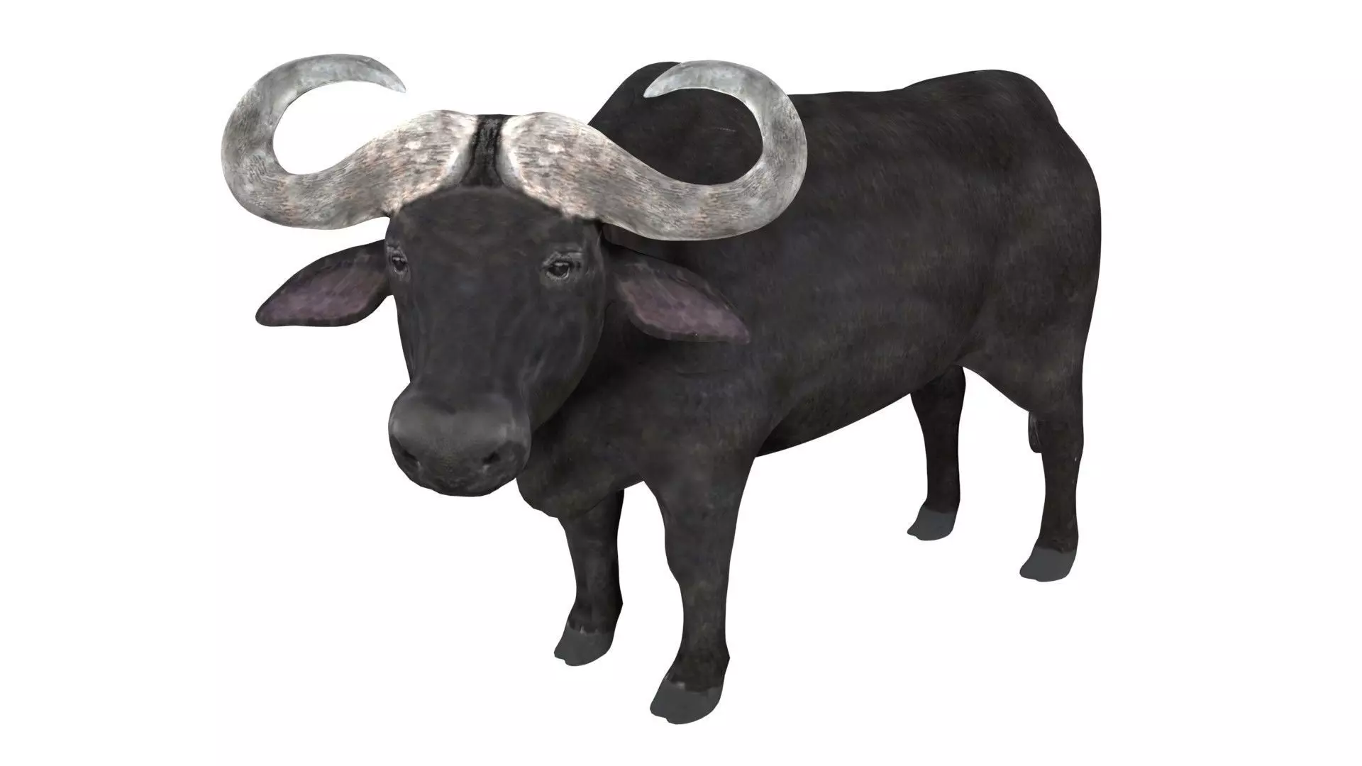 Buffalo fully rigged low poly Low-poly 3D model_0