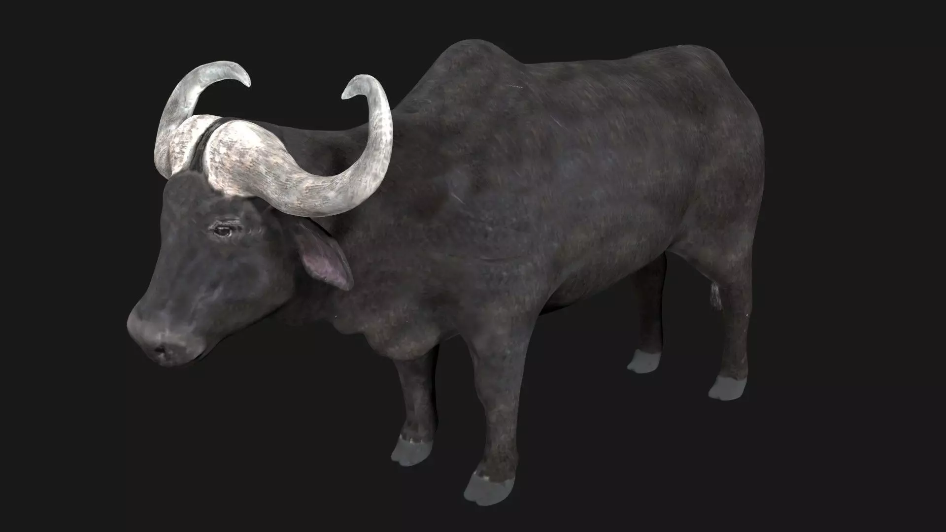 Buffalo fully rigged low poly Low-poly 3D model_0