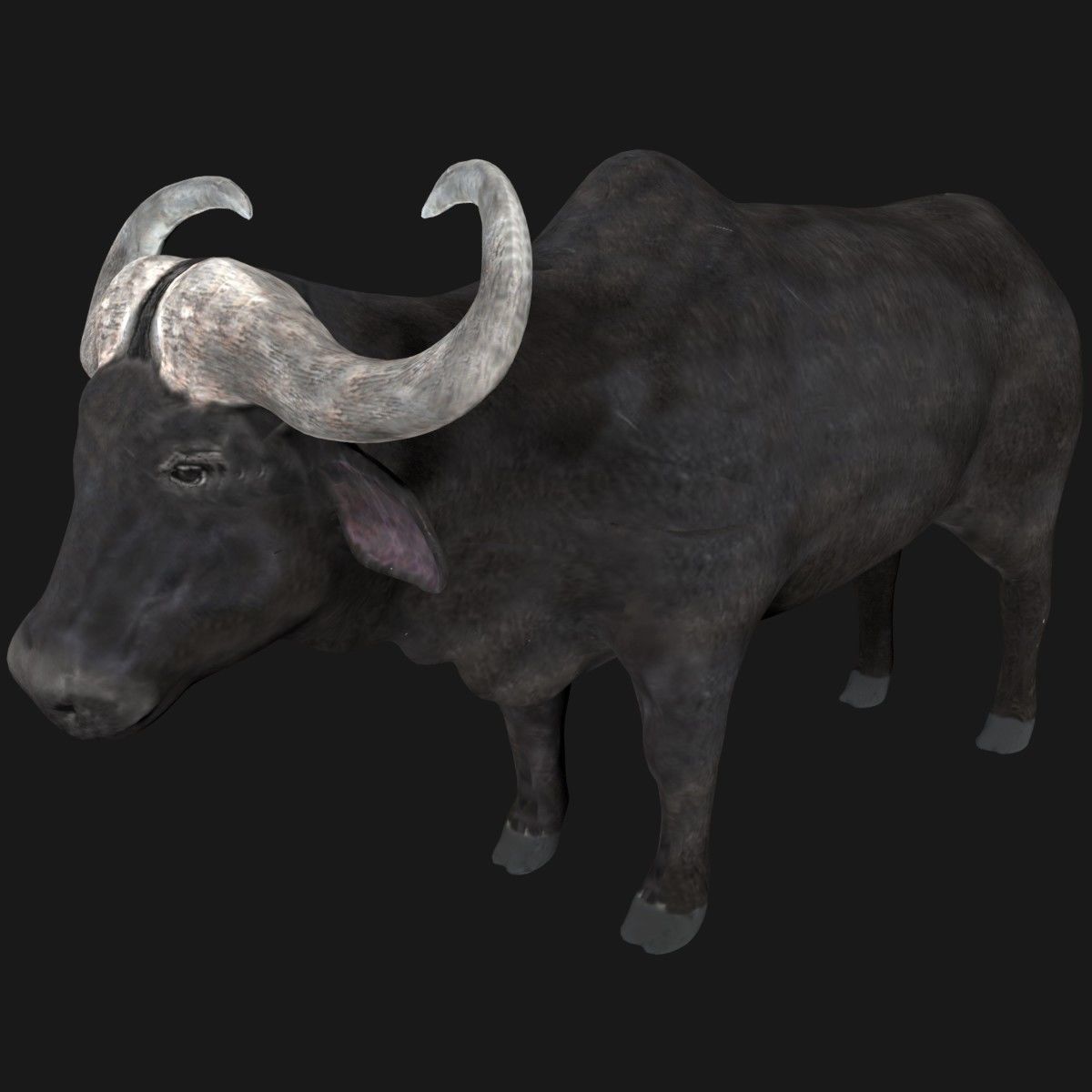 Buffalo fully rigged low poly Low-poly 3D model_1