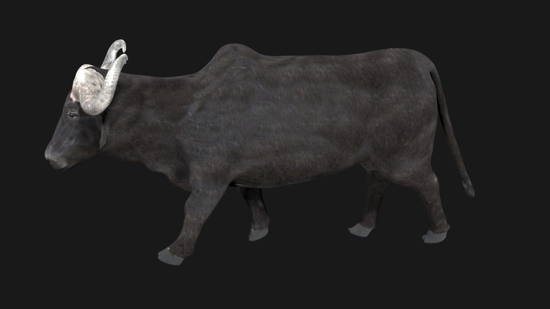 Buffalo fully rigged low poly Low-poly 3D model_5
