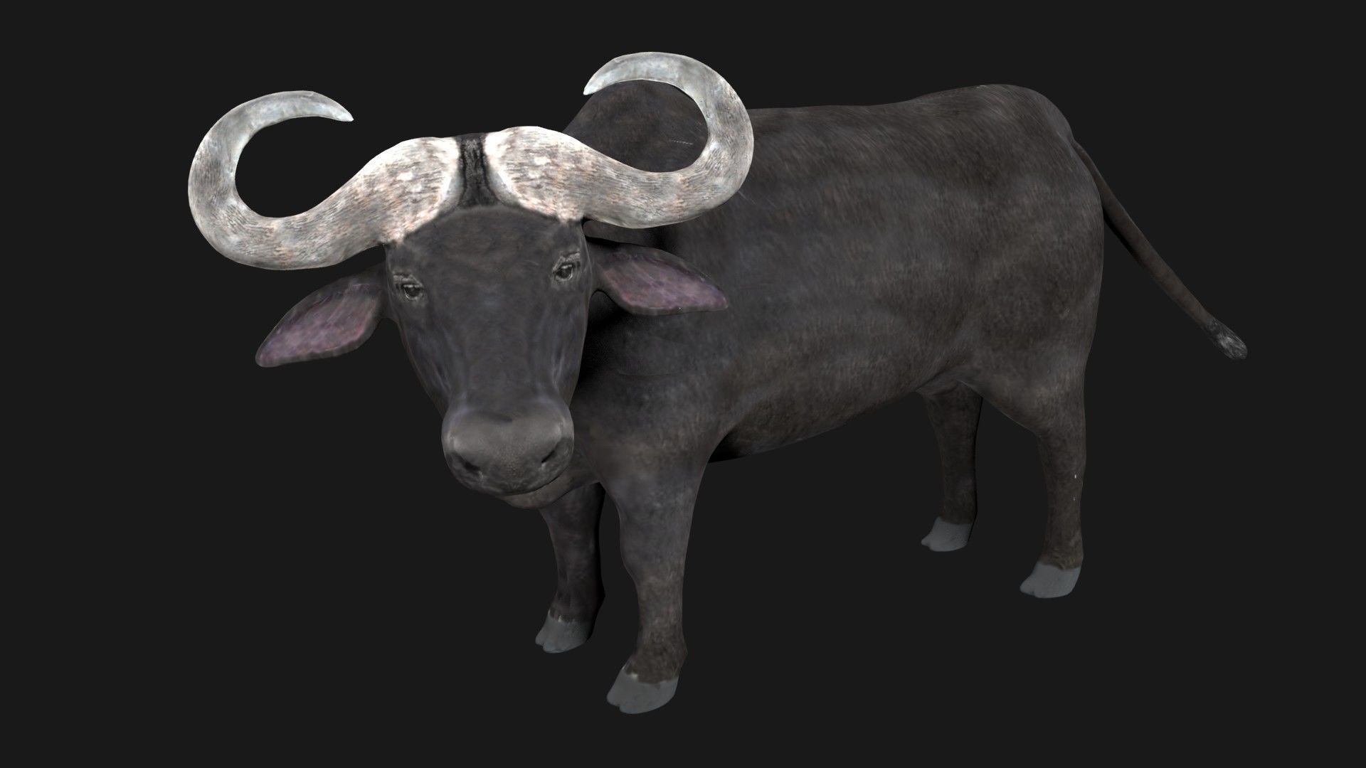 Buffalo fully rigged low poly Low-poly 3D model_3