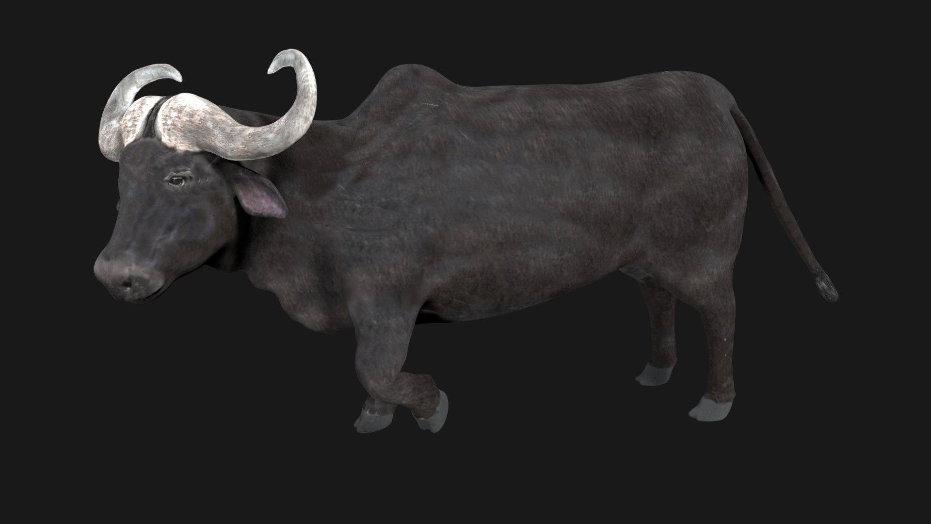 Buffalo fully rigged low poly Low-poly 3D model_4