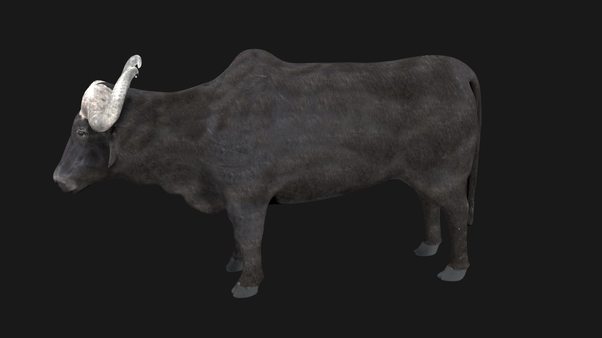 Buffalo fully rigged low poly Low-poly 3D model_6