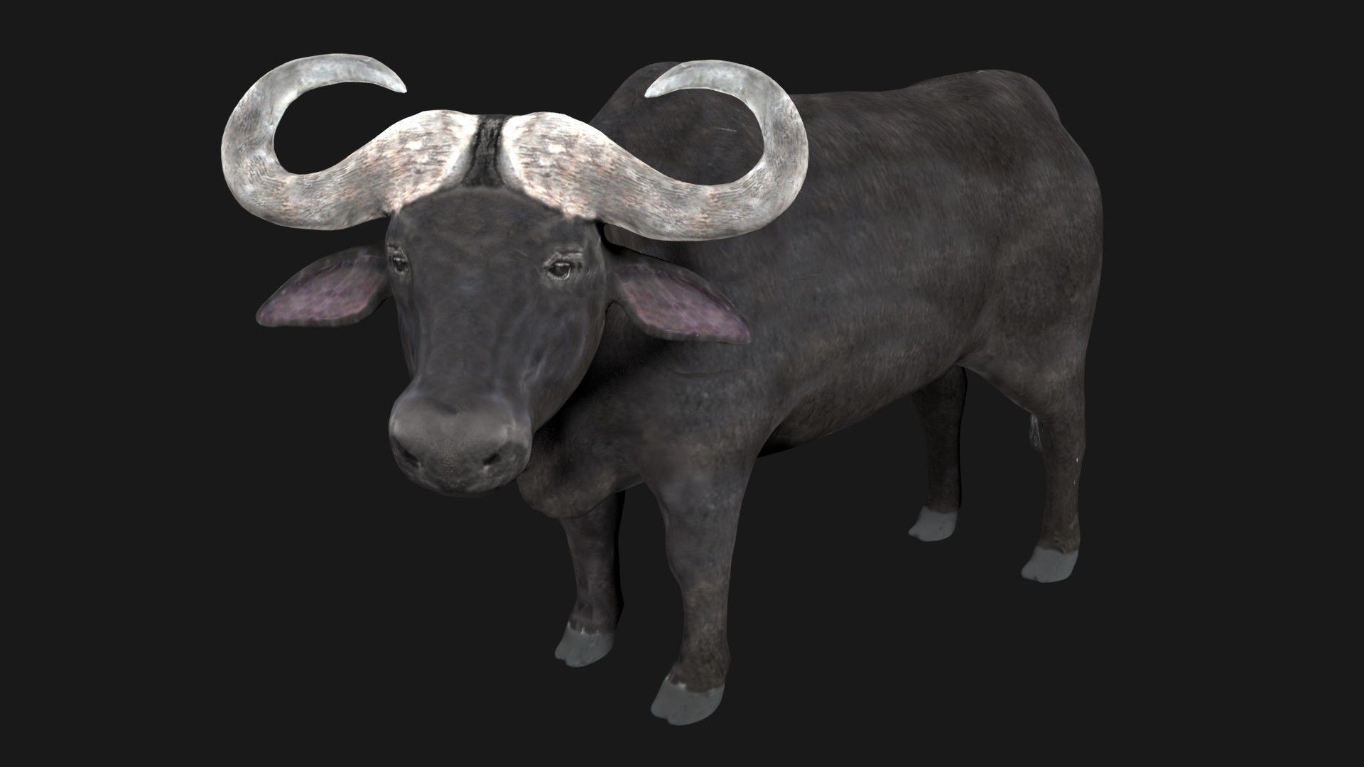 Buffalo fully rigged low poly Low-poly 3D model_2