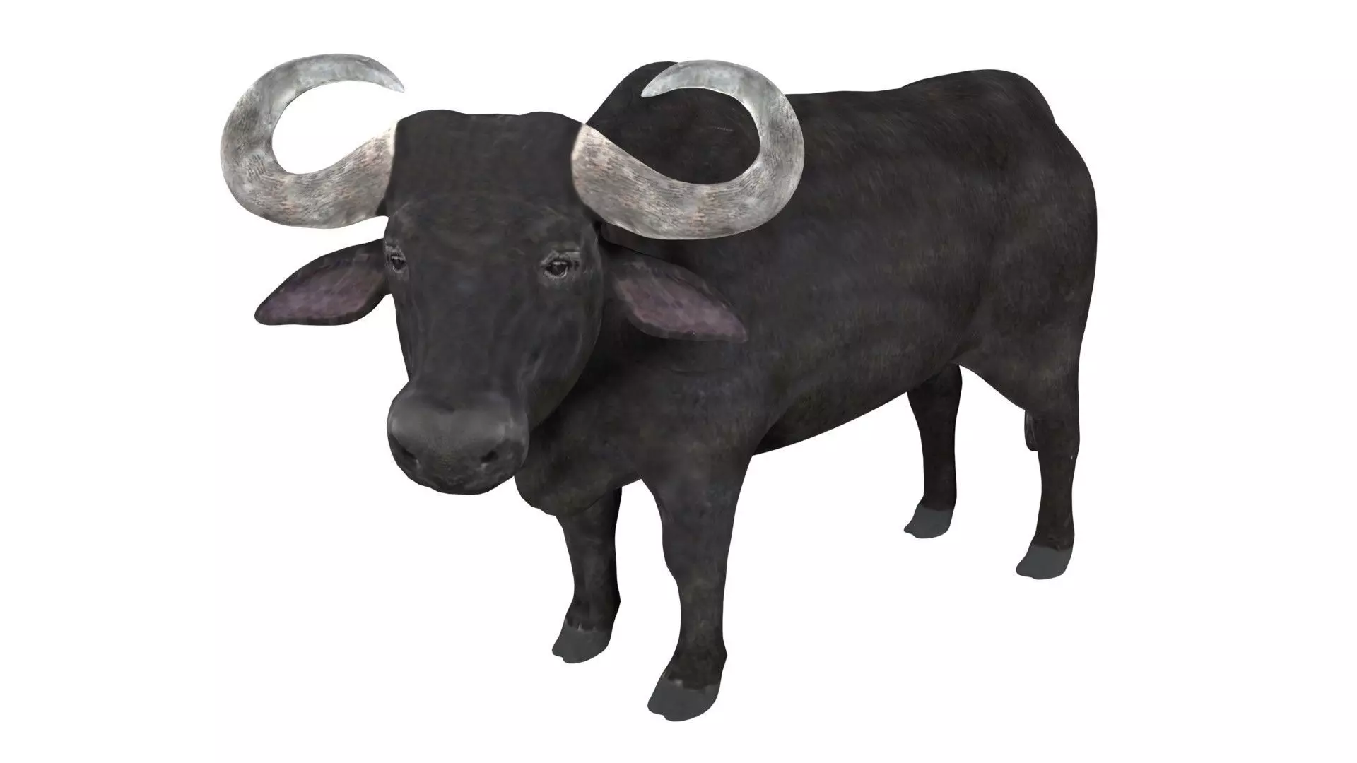 Buffalo fully rigged low poly Low-poly 3D model_0