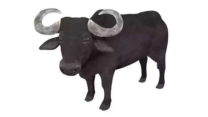Buffalo fully rigged low poly Low-poly 3D model