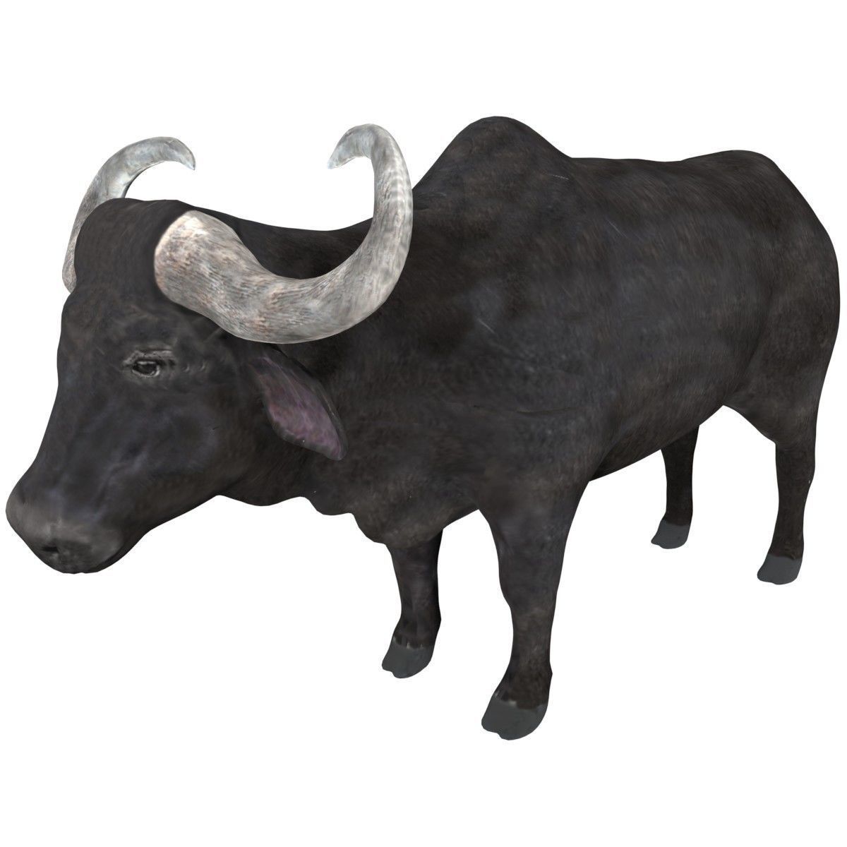 Buffalo fully rigged low poly Low-poly 3D model_1