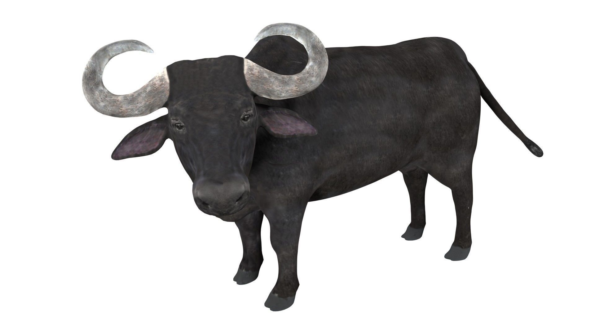 Buffalo fully rigged low poly Low-poly 3D model_3