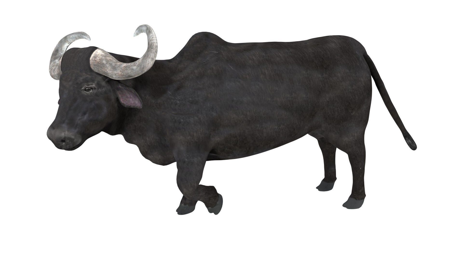 Buffalo fully rigged low poly Low-poly 3D model_4