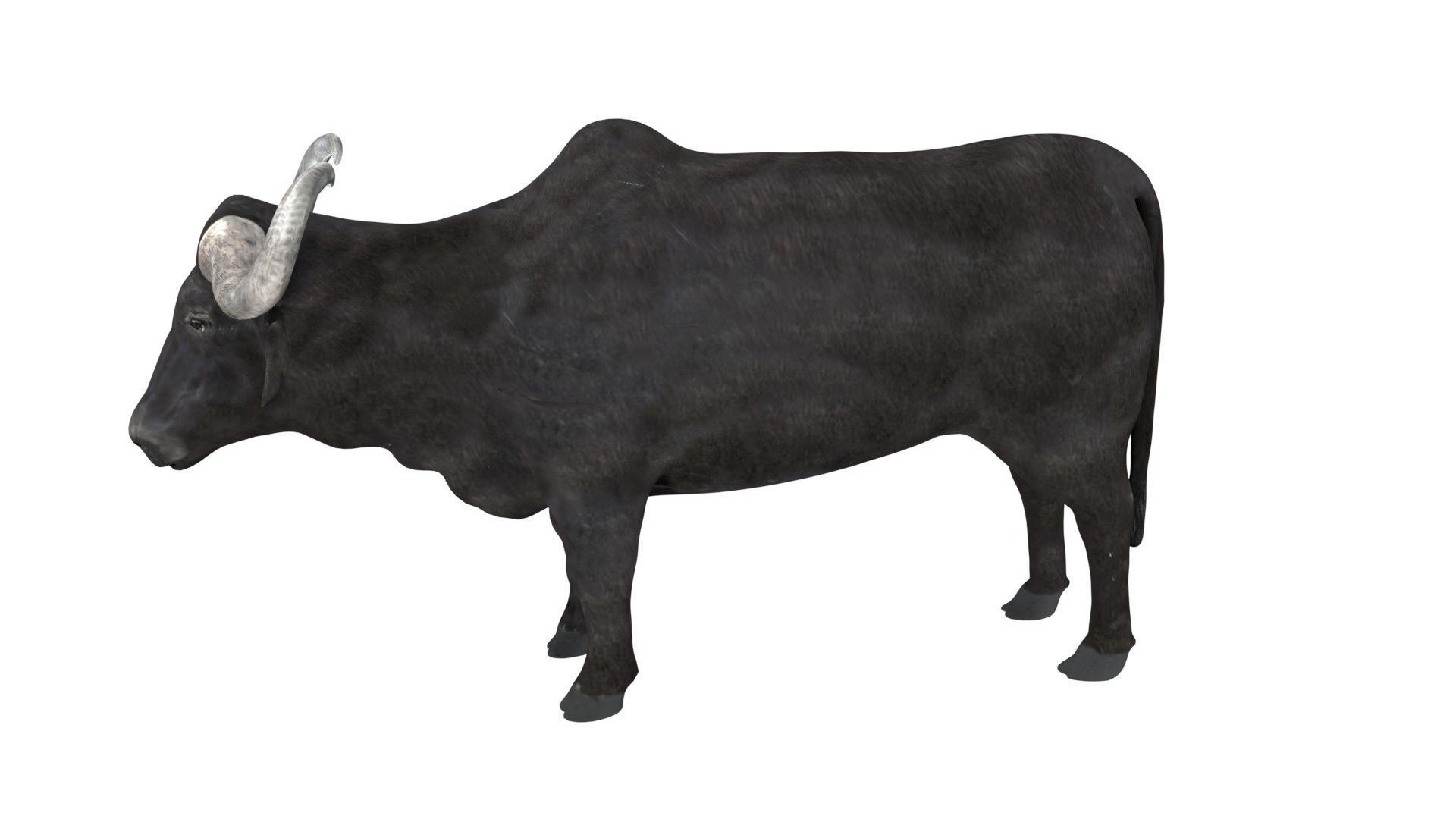 Buffalo fully rigged low poly Low-poly 3D model_6