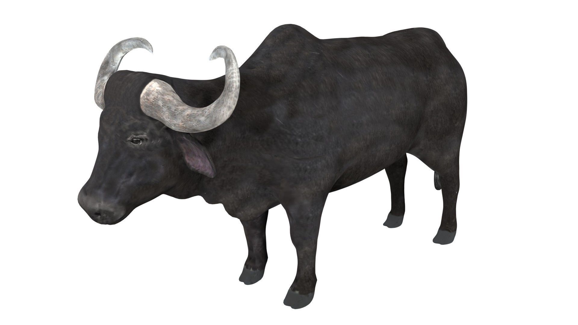 Buffalo fully rigged low poly Low-poly 3D model_2