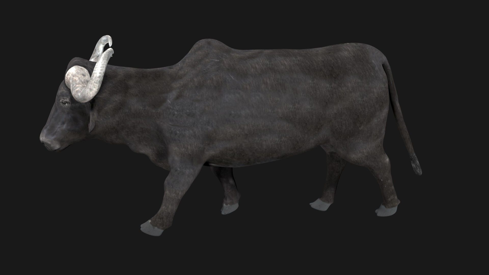 Buffalo fully rigged low poly Low-poly 3D model_5