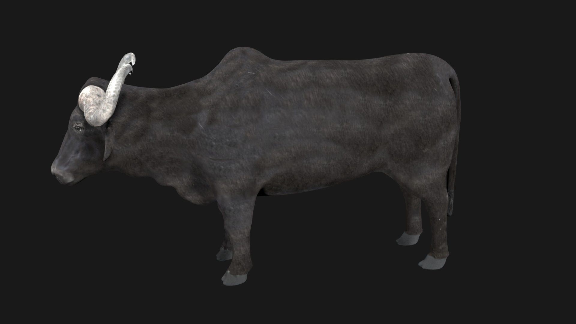 Buffalo fully rigged low poly Low-poly 3D model_6