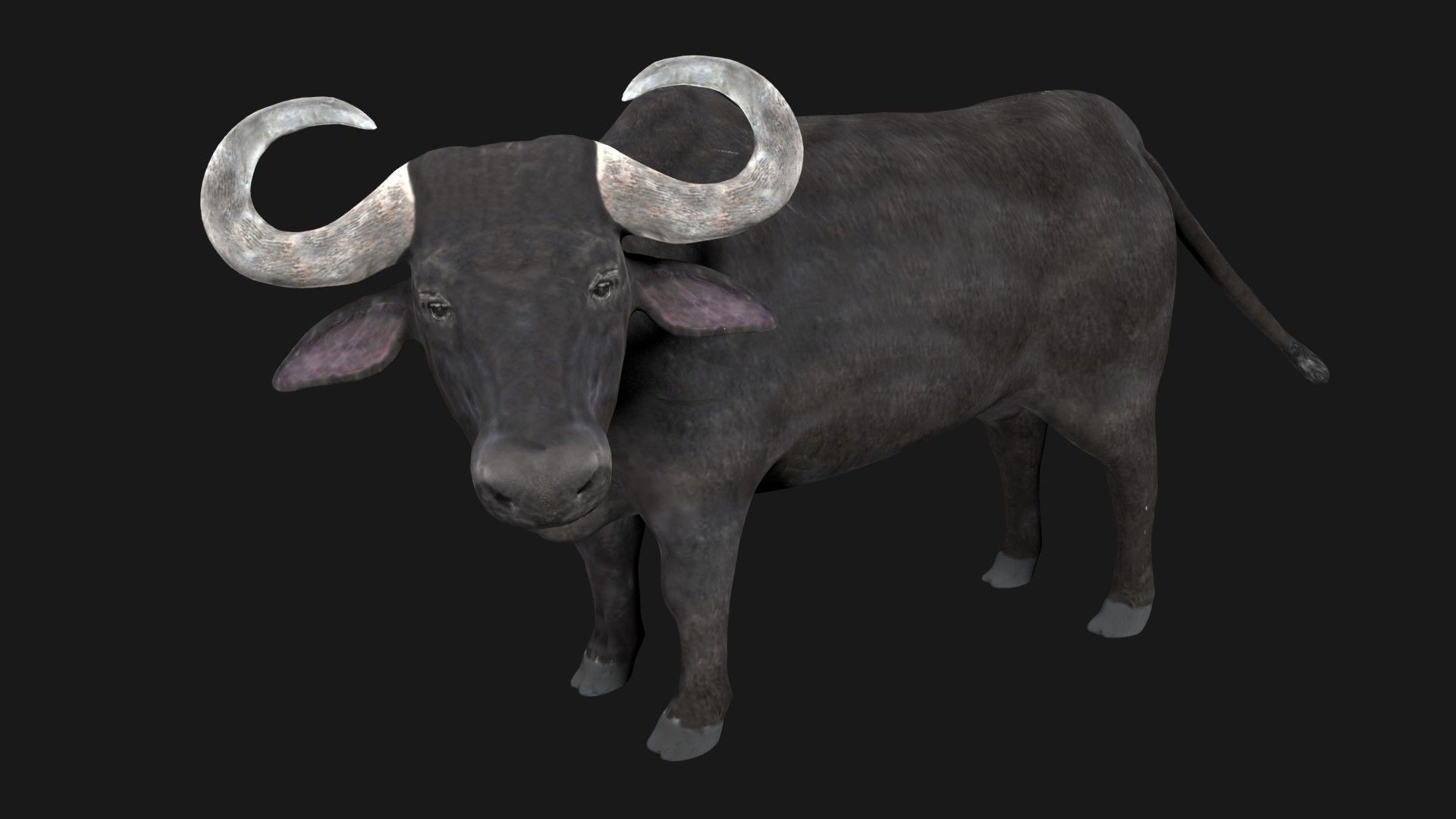 Buffalo fully rigged low poly Low-poly 3D model_3
