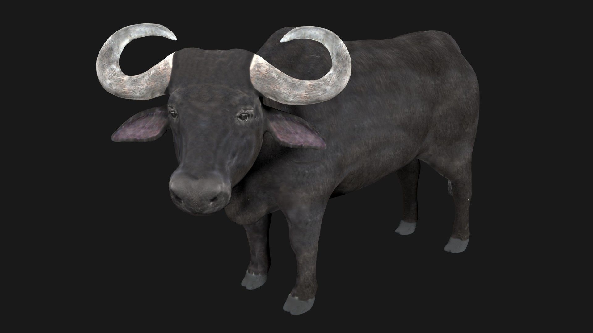 Buffalo fully rigged low poly Low-poly 3D model_2