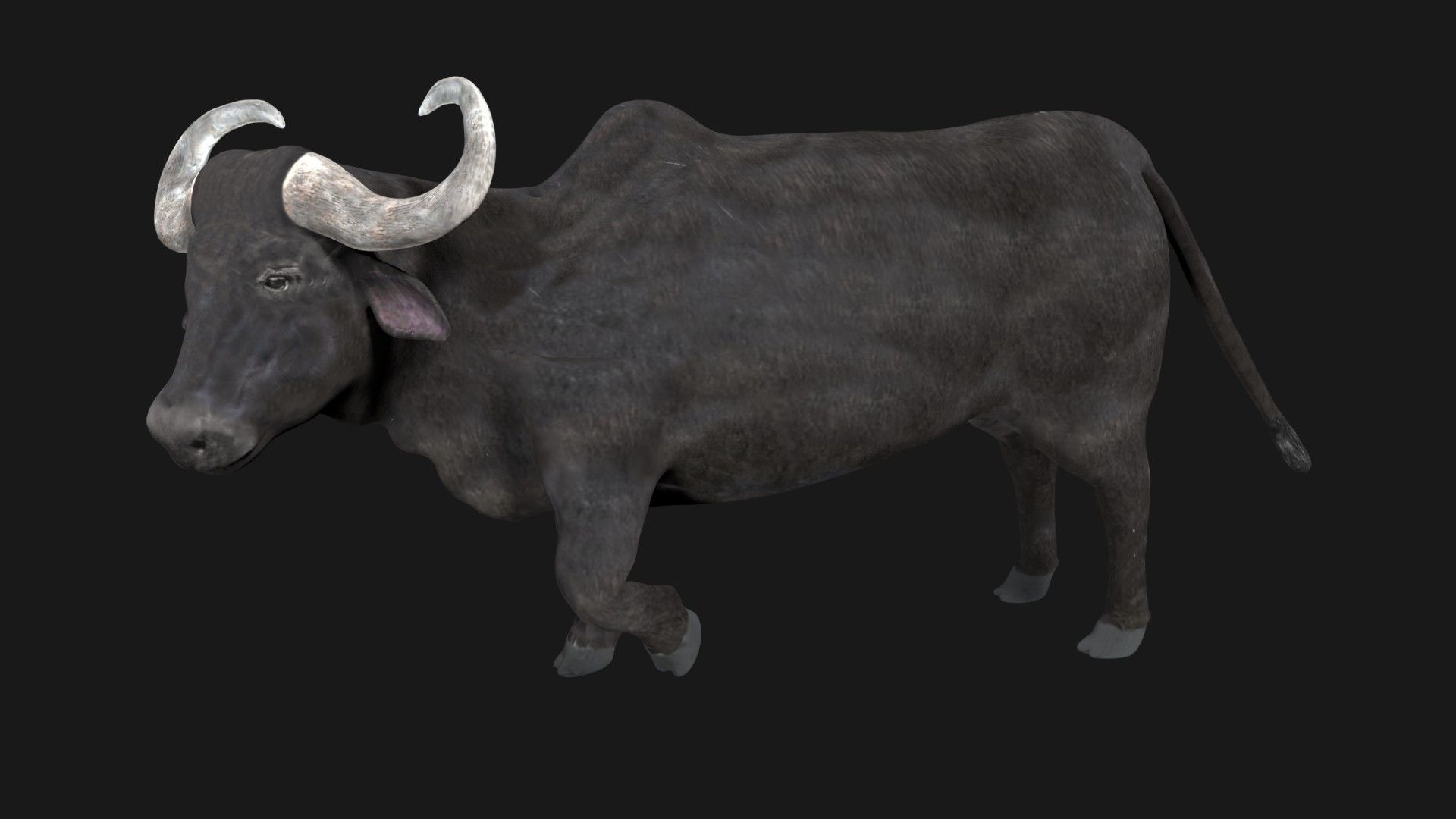 Buffalo fully rigged low poly Low-poly 3D model_4