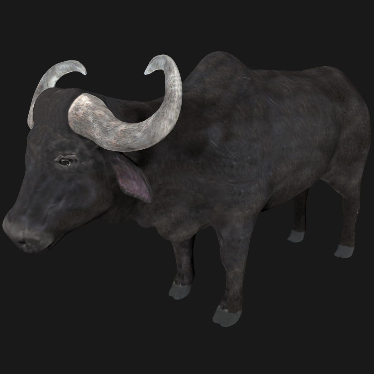 Buffalo fully rigged low poly Low-poly 3D model_1
