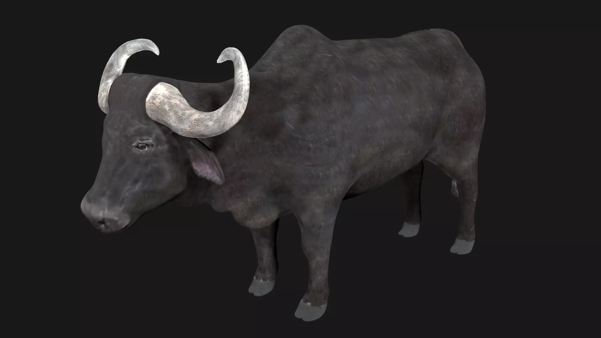 Buffalo fully rigged low poly Low-poly 3D model_0