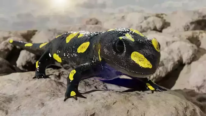 Salamander 3D model spotted Low-poly 3D model
