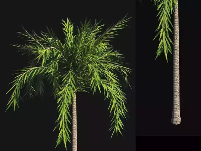 Palm Tree Animated and Rigged Low-poly 3D model