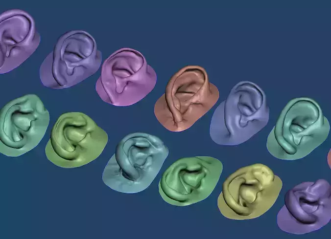 Human natural ear anatomy assorted  3D print model