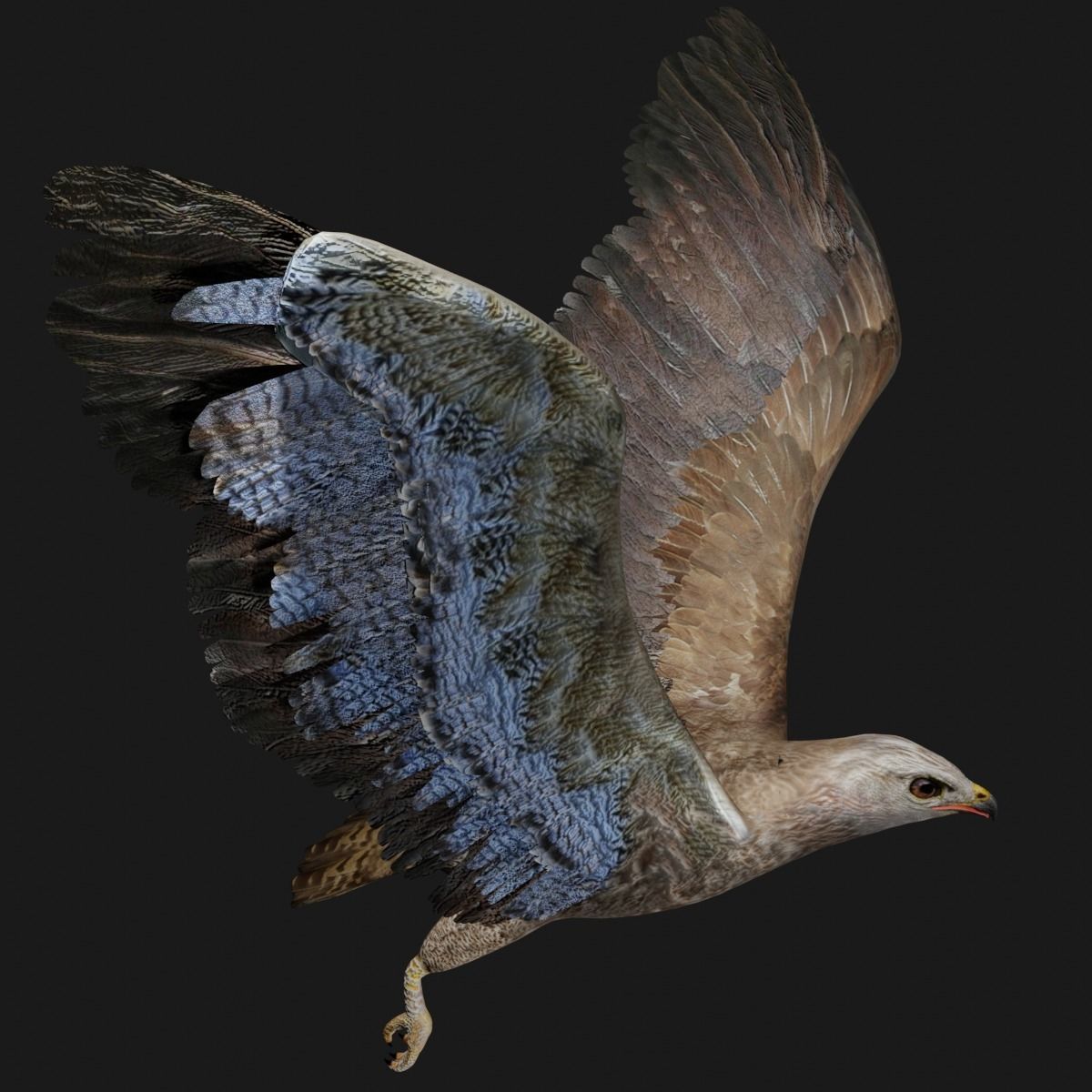 Hawk low poly fully rigged Low-poly 3D model_6