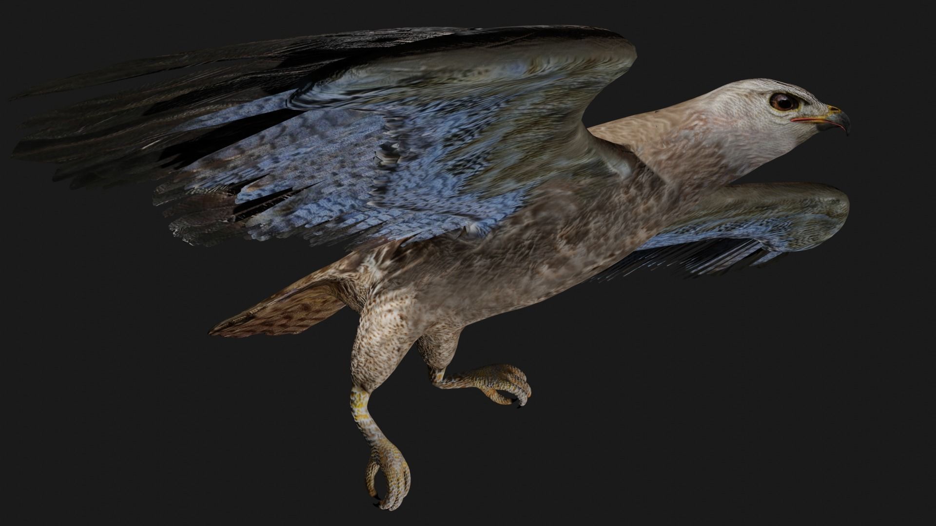 Hawk low poly fully rigged Low-poly 3D model_5