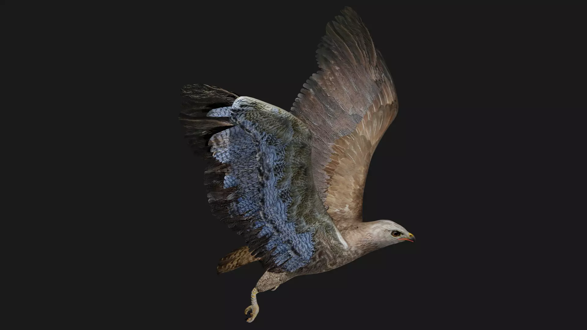 Hawk low poly fully rigged Low-poly 3D model_0