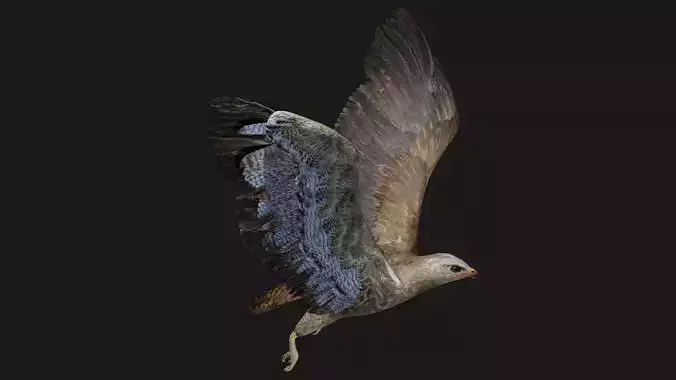 Hawk low poly fully rigged Low-poly 3D model