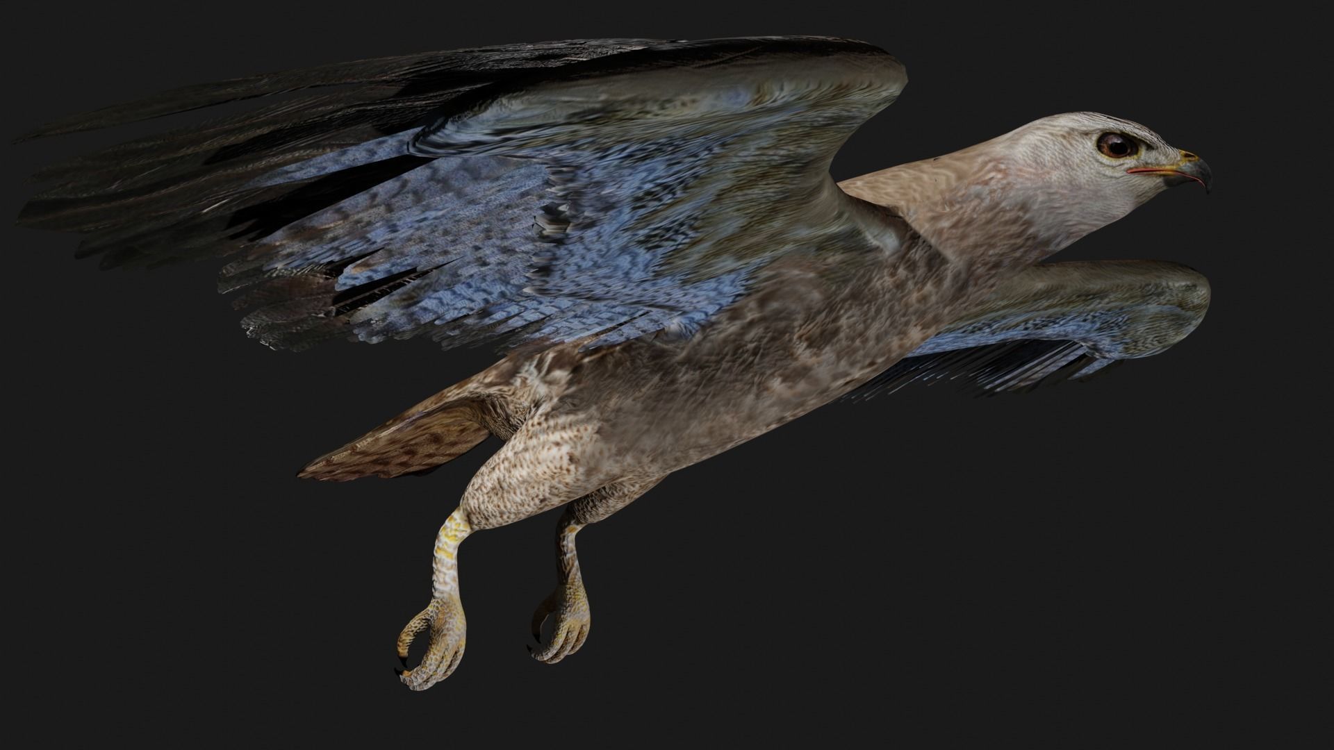 Hawk low poly fully rigged Low-poly 3D model_4