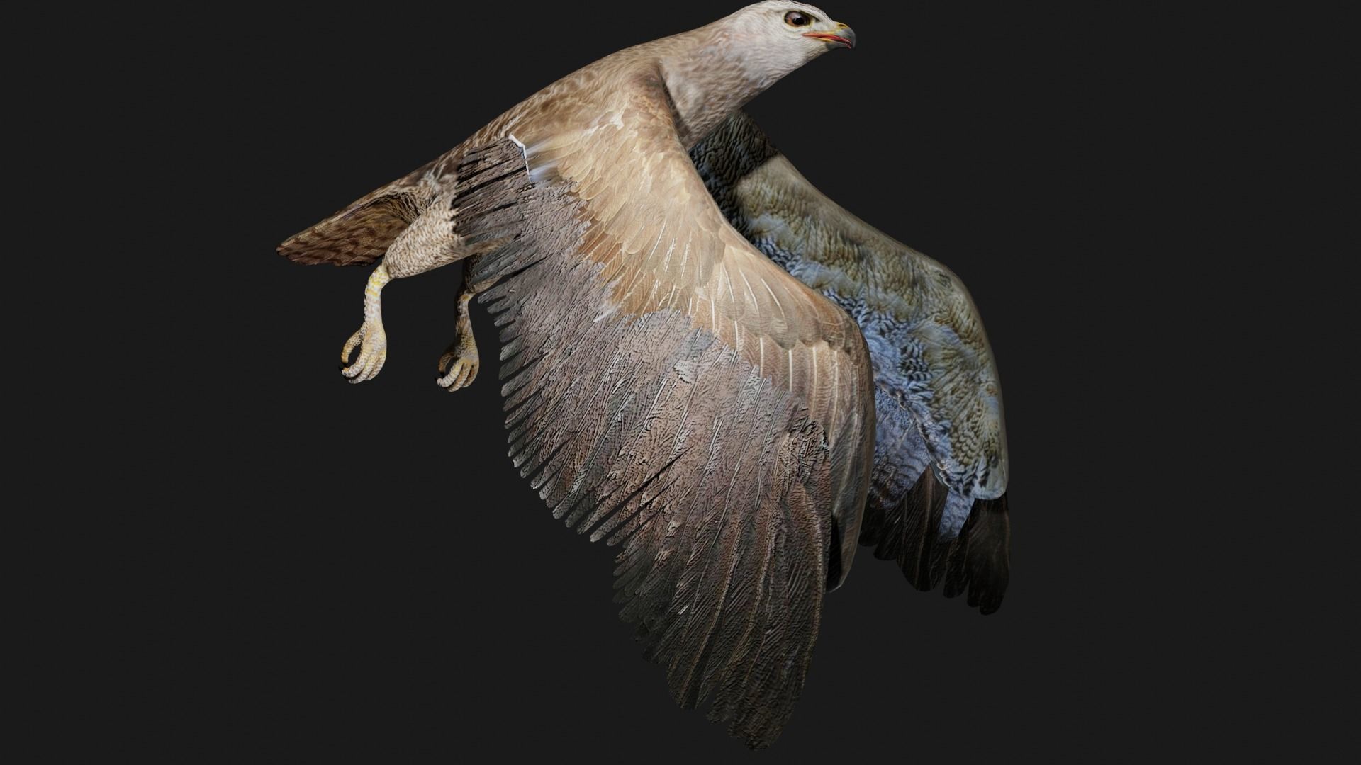 Hawk low poly fully rigged Low-poly 3D model_2