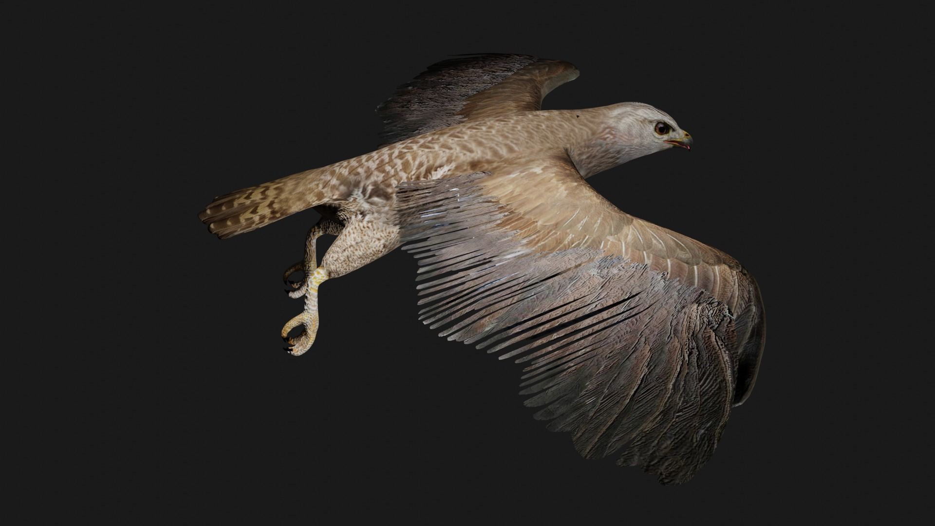 Hawk low poly fully rigged Low-poly 3D model_1
