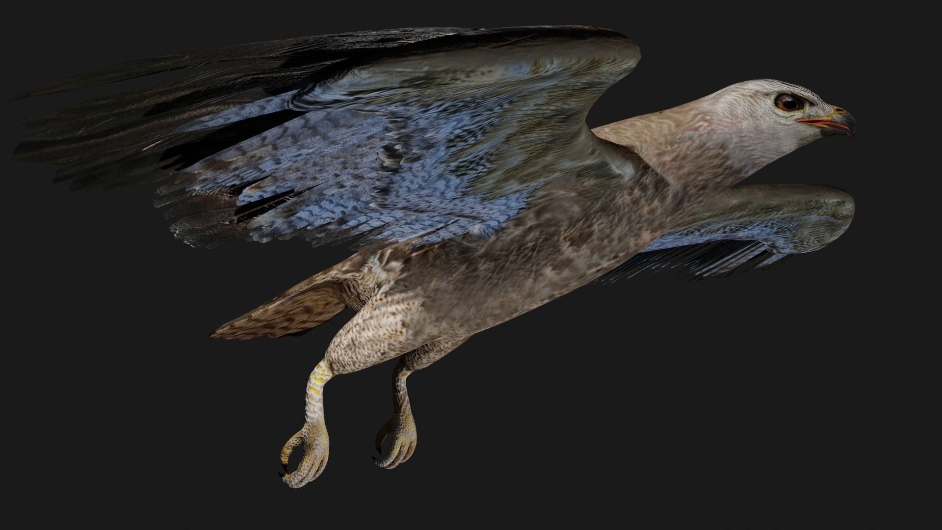 Hawk low poly fully rigged Low-poly 3D model_3