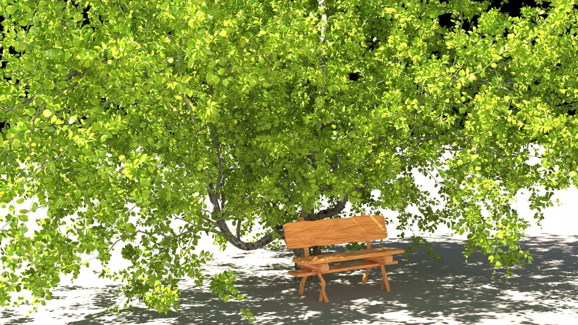 Black birch Free 3D model