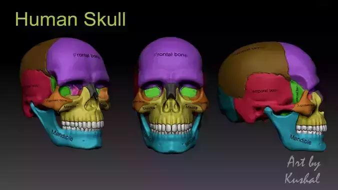 Human Skull  Free 3D model