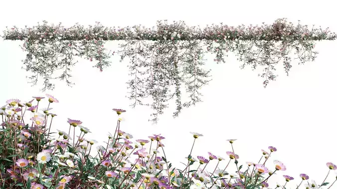 Erigeron karvinskianus - Seaside Daisy - Spanish Daisy -02