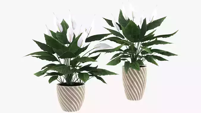Spathiphyllum peace lily in vase