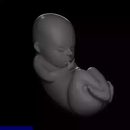 Baby fetus 3d 