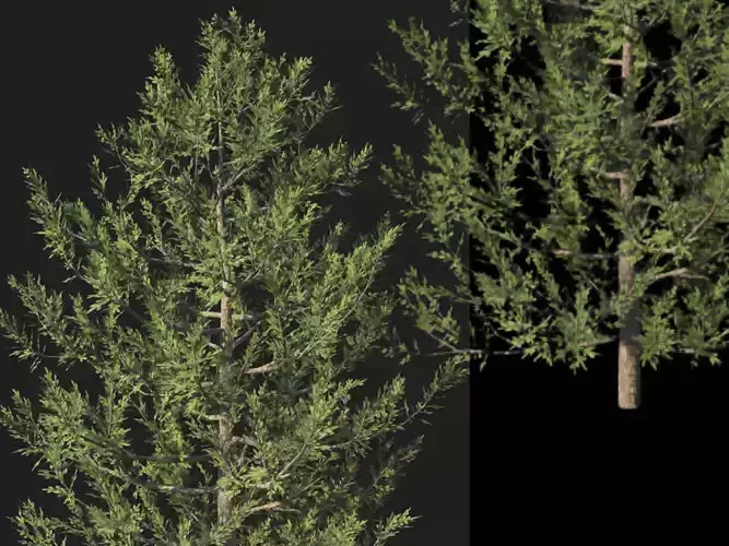 Spruce Tree Animated and Rigged 3D model