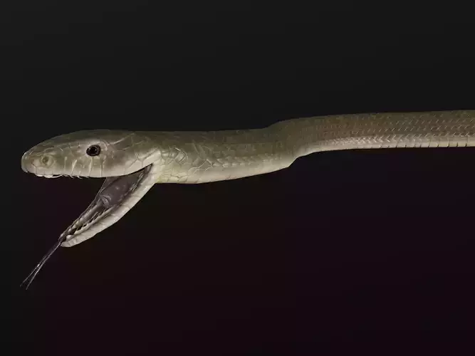 Black Mamba Snake Low-poly 3D model