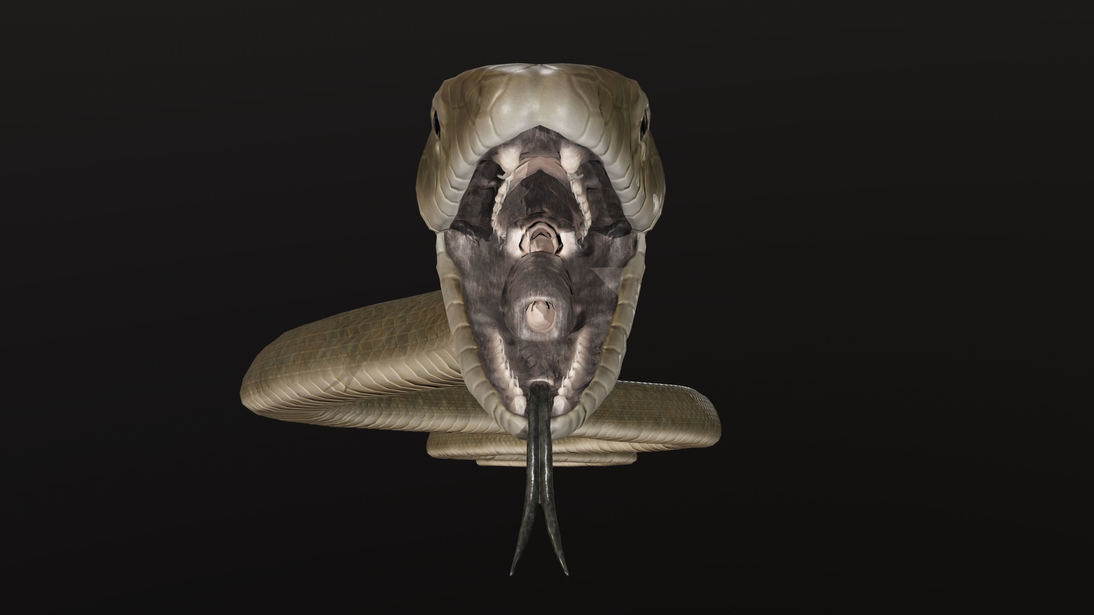 Black Mamba Snake Low-poly 3D model_9