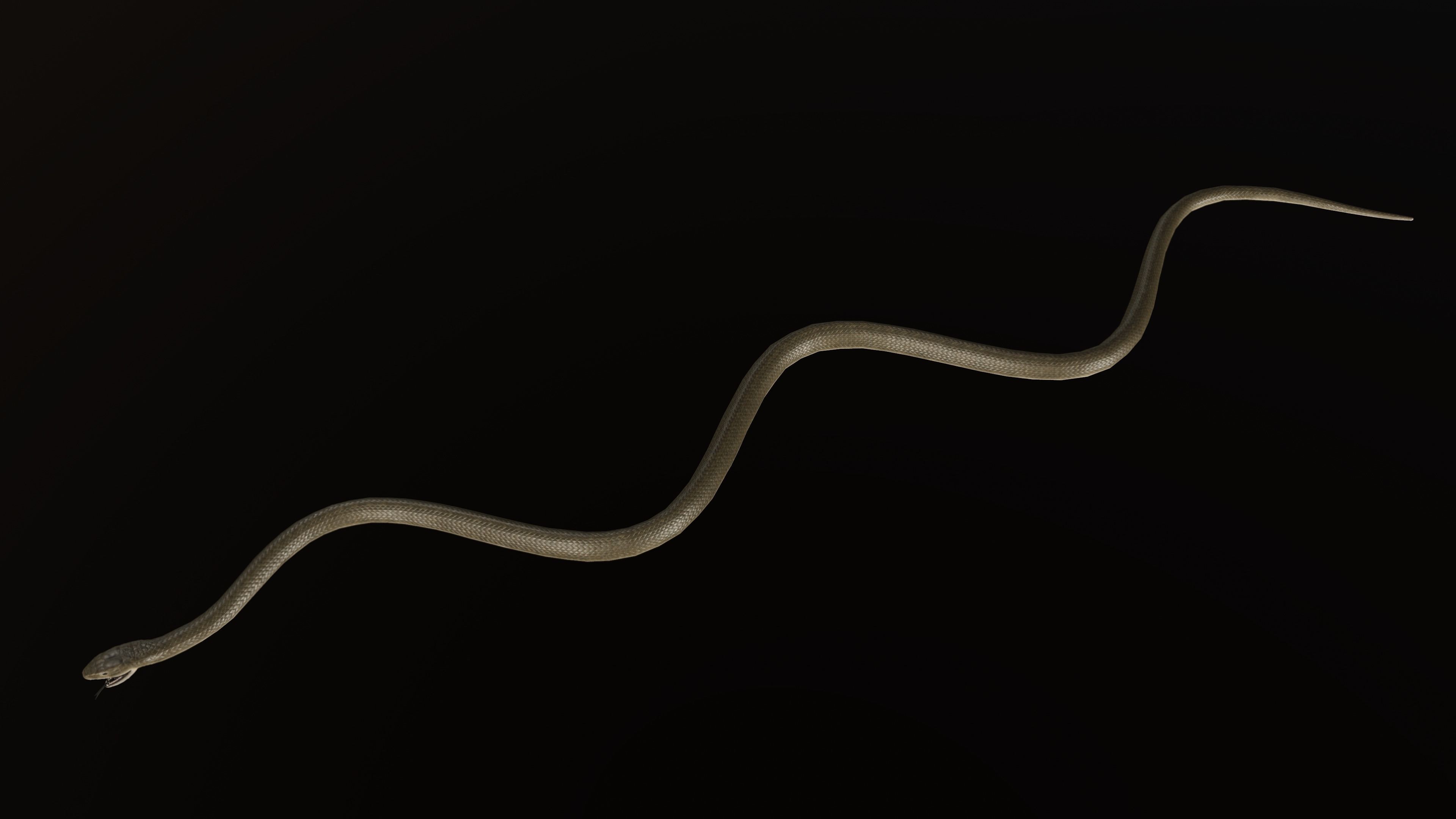 Black Mamba Snake Low-poly 3D model_10