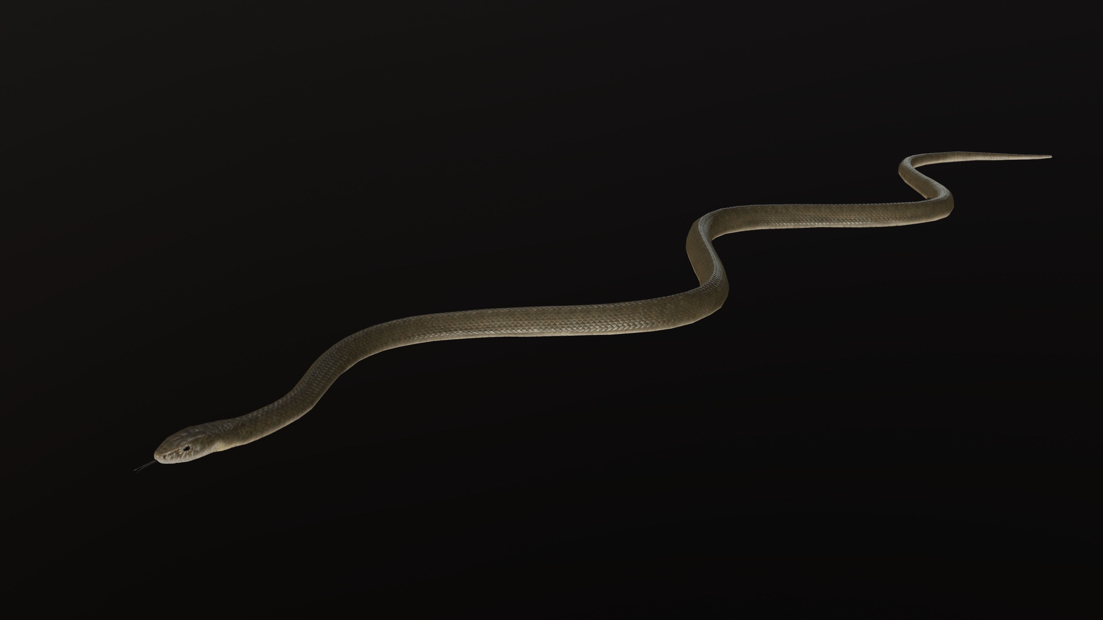Black Mamba Snake Low-poly 3D model_5
