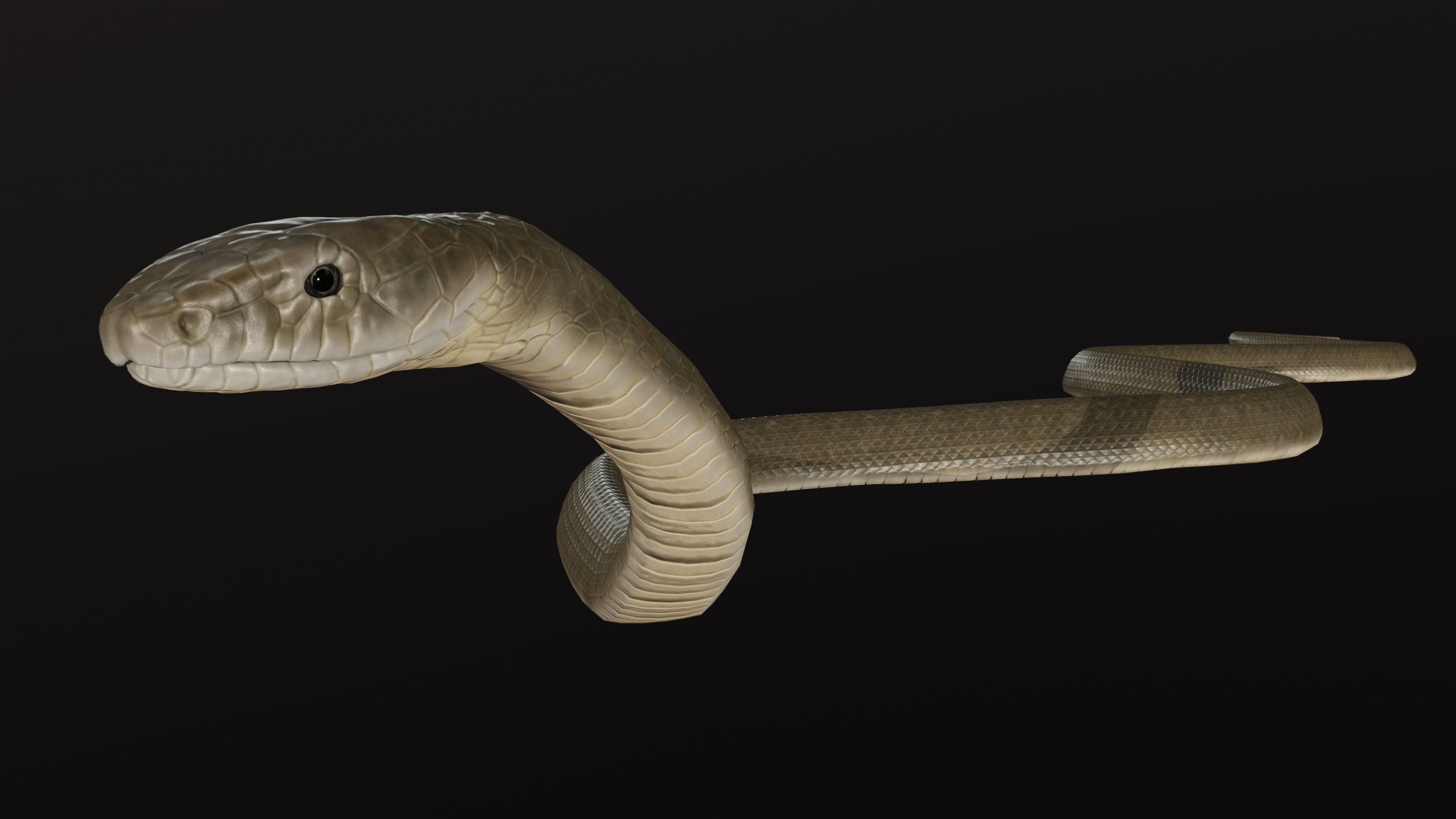 Black Mamba Snake Low-poly 3D model_7