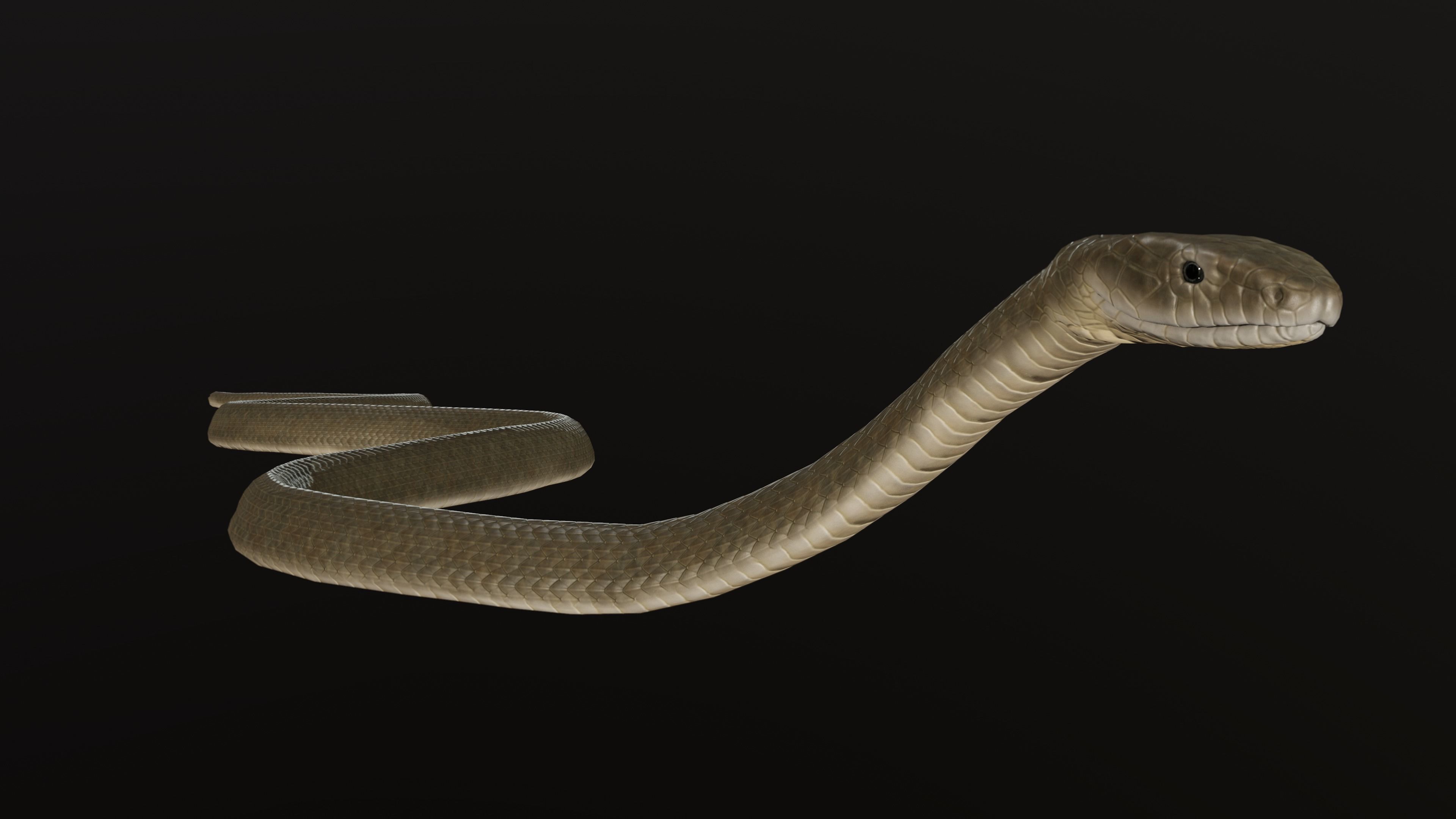 Black Mamba Snake Low-poly 3D model_8